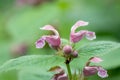 Balm-leaved archangel Lamium orvala, lilac flowers and leaves